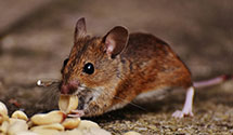 24 Hour & Emergency Exterminators in Hilger, MT